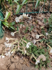 Silene nutans