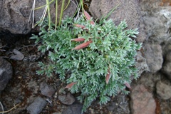 Oxytropis pumilio