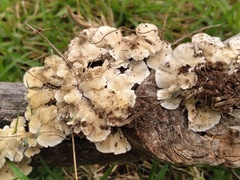 Ischnoderma rosulatum