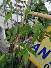 Strongylodon macrobotrys