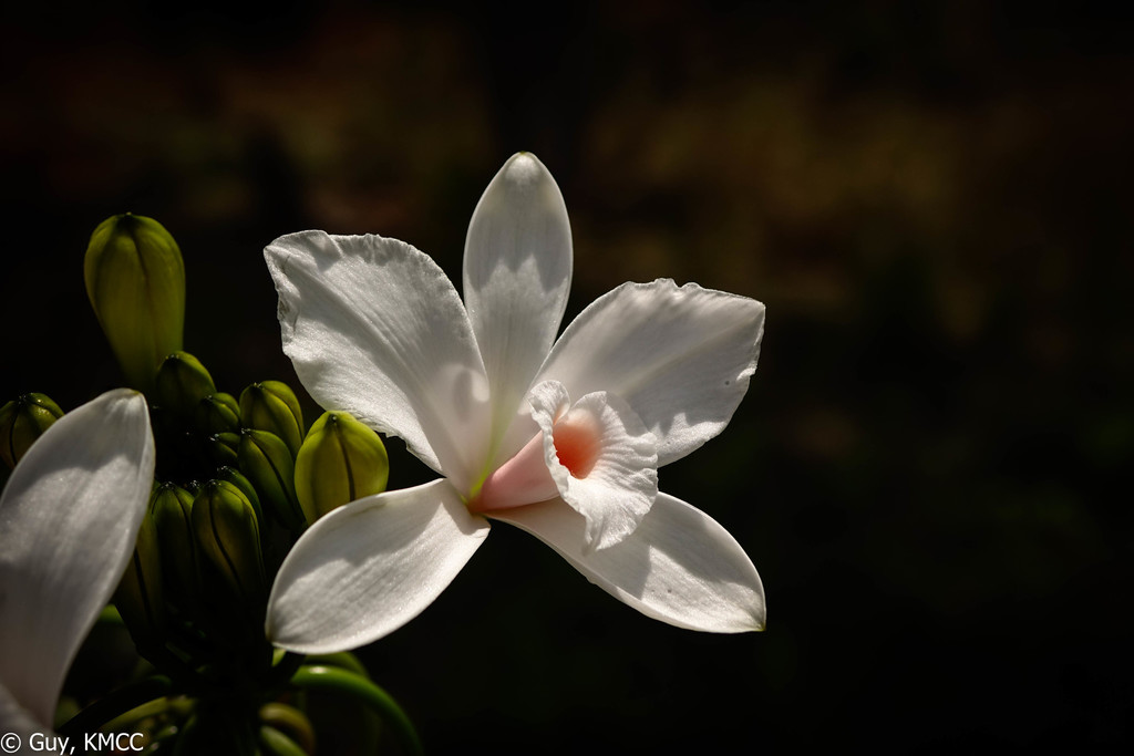 Vanilla Orchids
