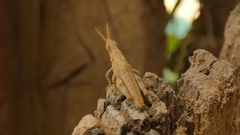 Pyrgomorphini