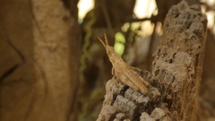 Pyrgomorphini