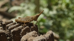 Pyrgomorphini