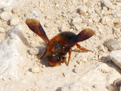 Megachile sicula