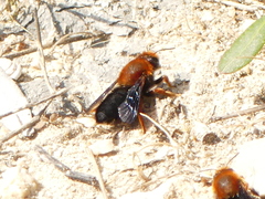 Megachile sicula