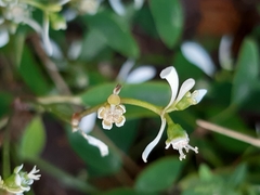 Euphorbia