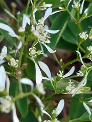 Euphorbia