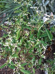 Euphorbia