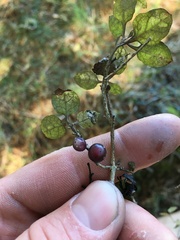 Coprosma areolata