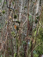 Erithacus rubecula