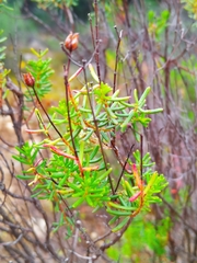 Hypericum empetrifolium