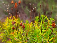 Hypericum empetrifolium