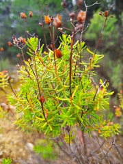 Hypericum empetrifolium