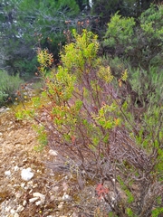 Hypericum empetrifolium
