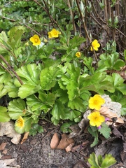 Waldsteinia