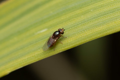 Chloropidae