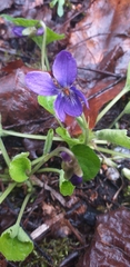 Viola