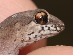 Pachydactylus maculatus