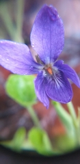 Viola