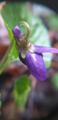 Viola