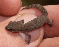 Pachydactylus maculatus