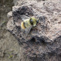 Bombus margreiteri
