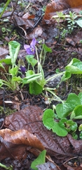 Viola