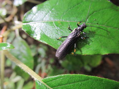 Austroperla cyrene