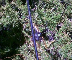 Temognatha suturalis