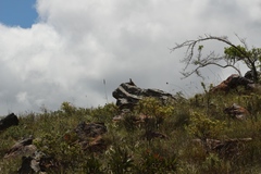 Karusasaurus polyzonus