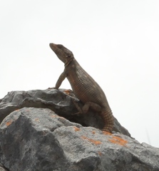 Karusasaurus polyzonus