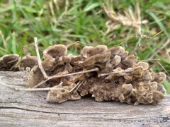 Ischnoderma rosulatum