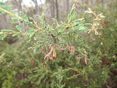 Acacia aspera