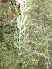 Acacia aspera