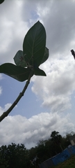 Calotropis procera image