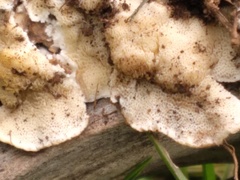 Ischnoderma rosulatum