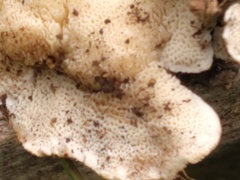 Ischnoderma rosulatum