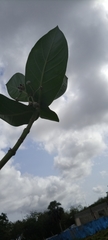 Calotropis procera image