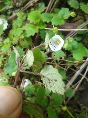 Jovellana repens