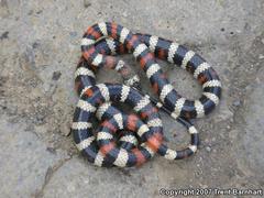 Lampropeltis multifasciata