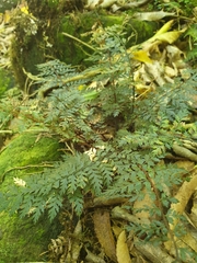Polystichum silvaticum