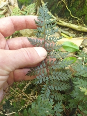 Polystichum silvaticum