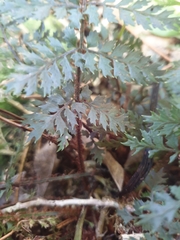 Polystichum silvaticum