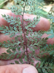 Polystichum silvaticum