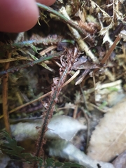 Polystichum silvaticum