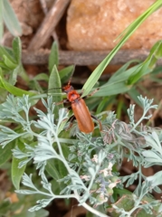 Cantharis coronata
