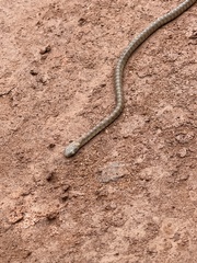 Dasypeltis fasciata