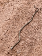 Dasypeltis fasciata