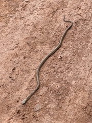 Dasypeltis fasciata